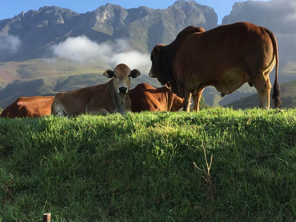 Die Hoenderhok And Die Plaashuisie Swellendam Eksteriør billede