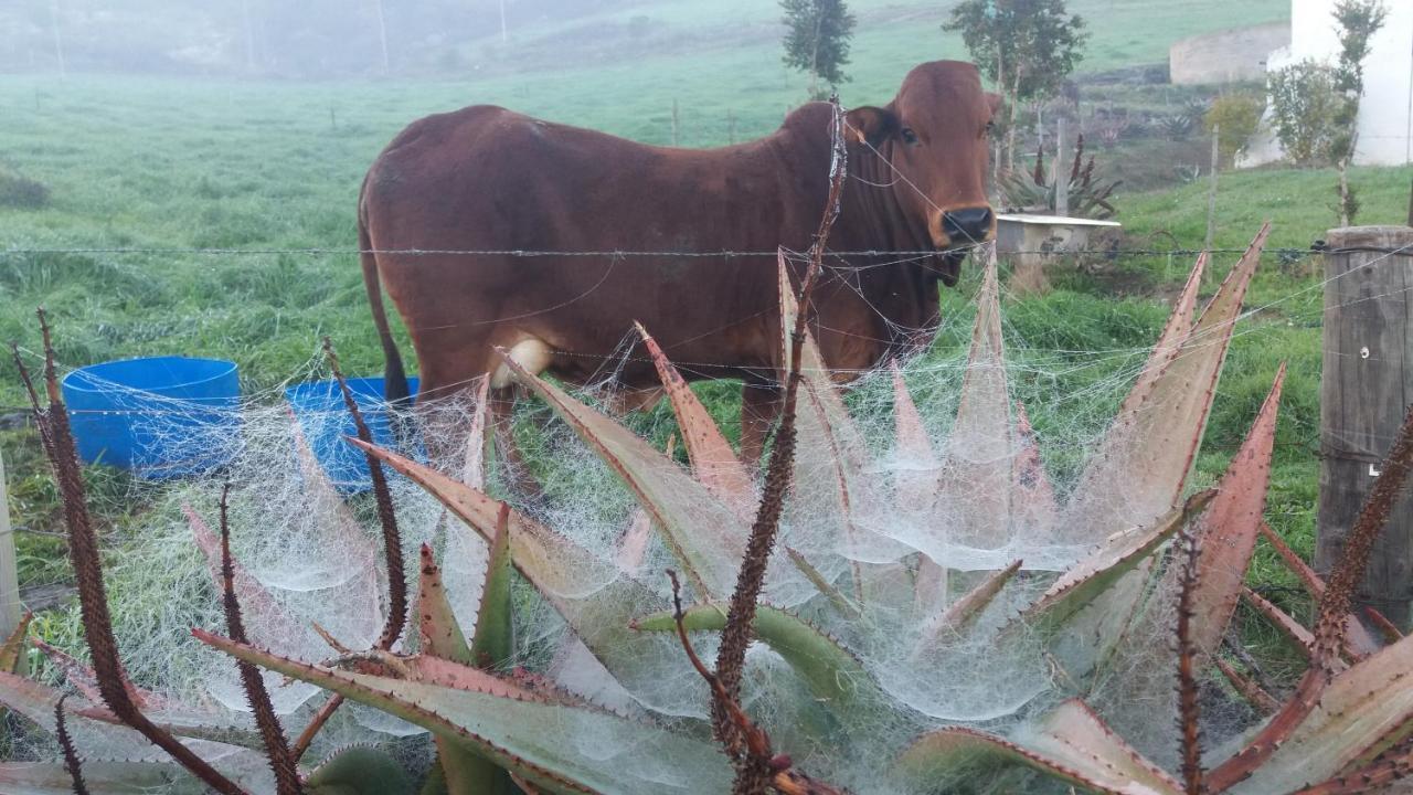 Die Hoenderhok And Die Plaashuisie Swellendam Eksteriør billede